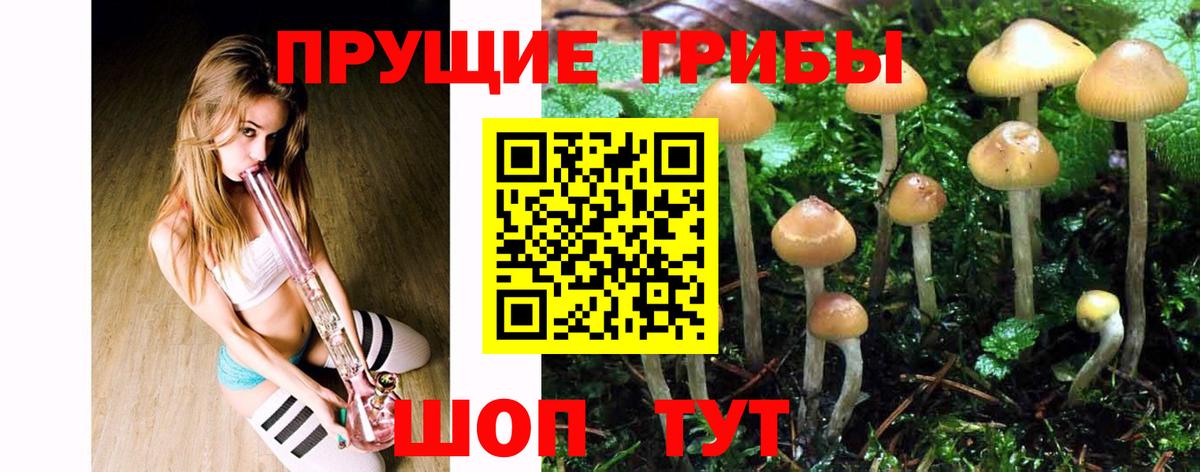 Галлюциногенные грибы Psilocybe Богородицк